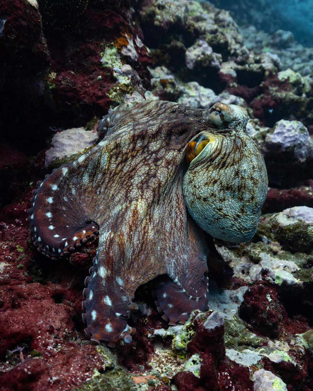 Octopus on colorful reef in Tonga