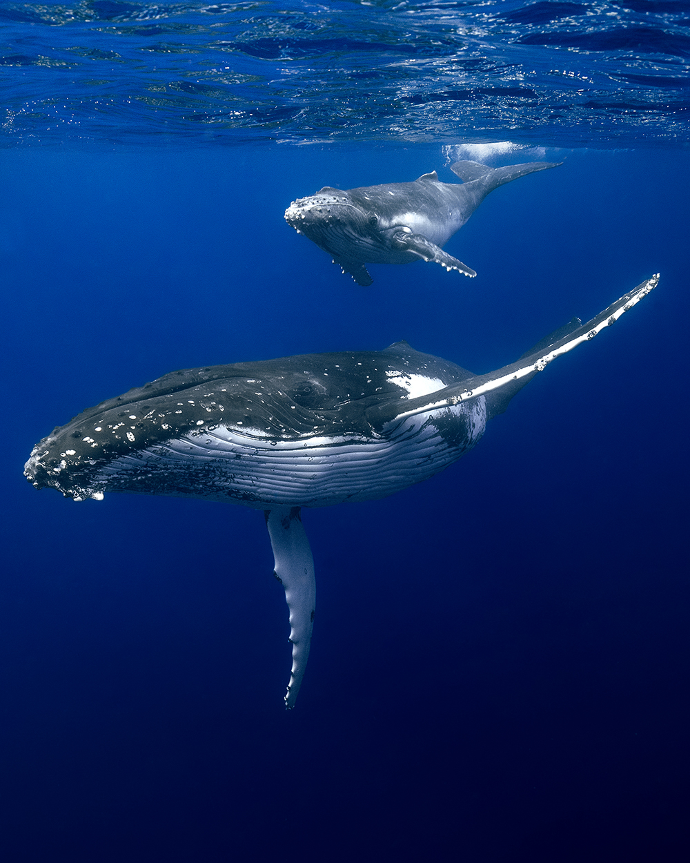 Mom and calf humpback whale swimming by