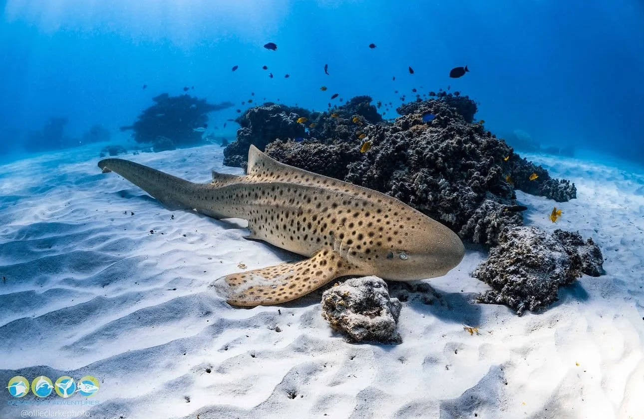 Leopard shark on white sand and reef