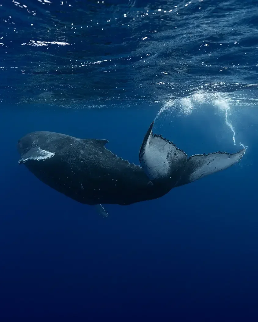 Humpback whale tail