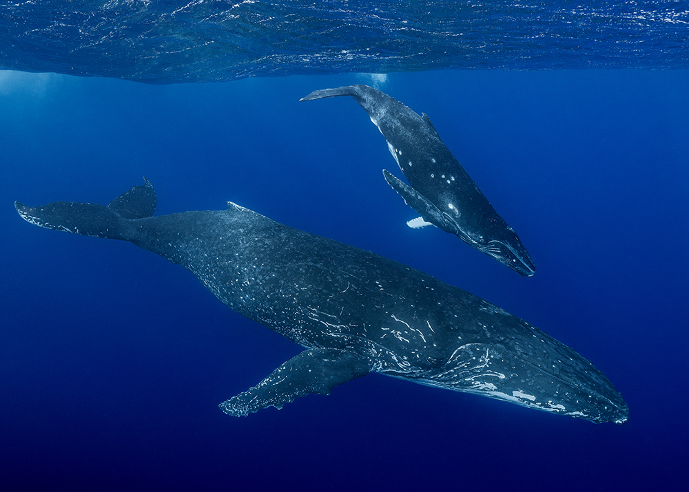 Mom and calf humpback whales in clear water