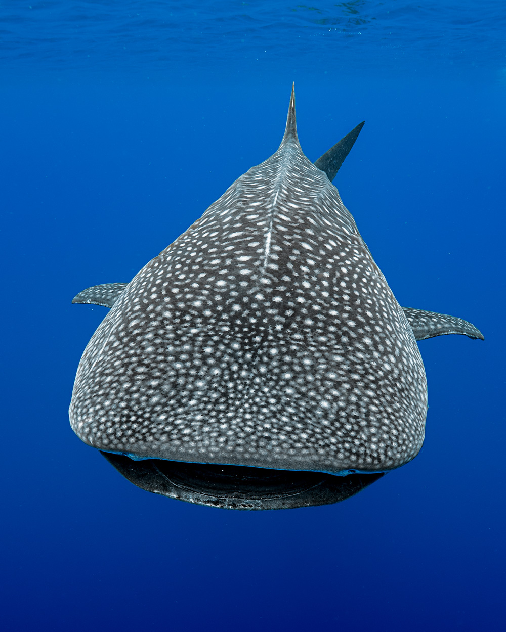 Whale Shark Head on