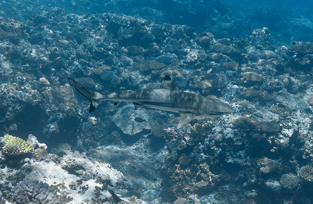 Black tip reef shark