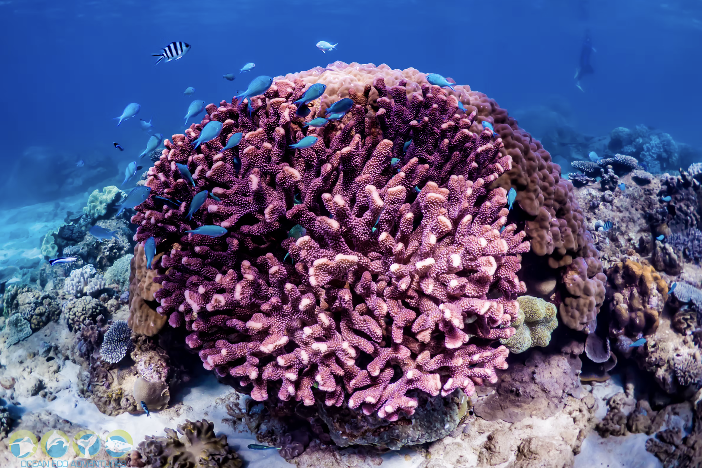 Beautiful purple coral head