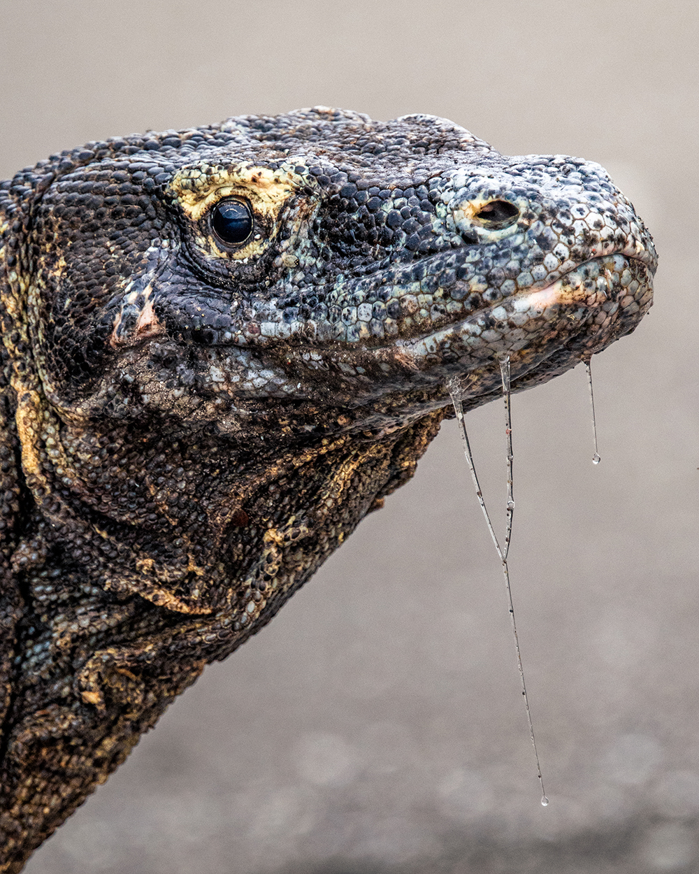 Komodo dragon face