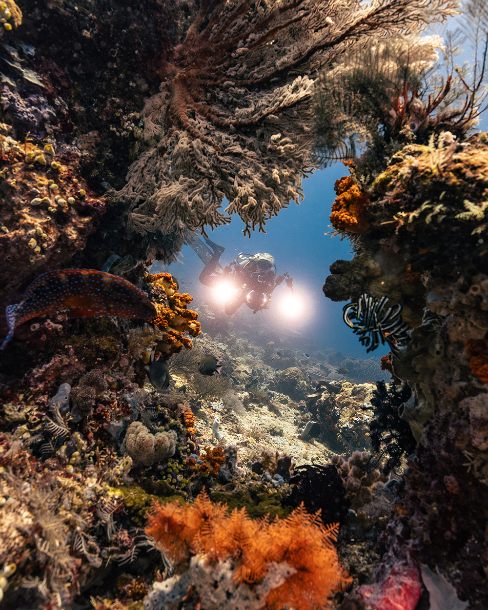 scuba diver through coral reef