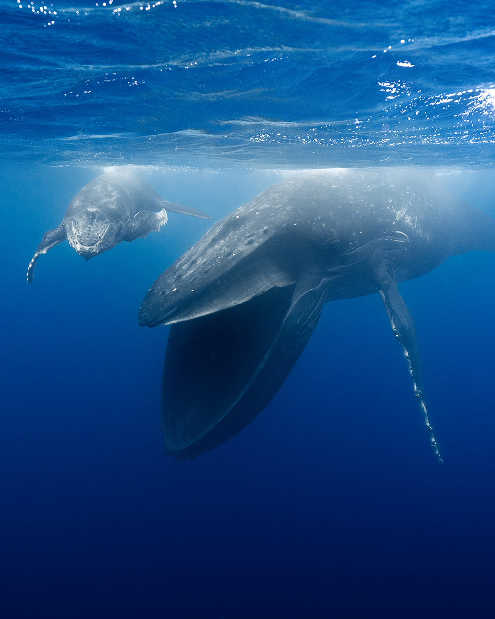 Mom humpback whale with mouth open 