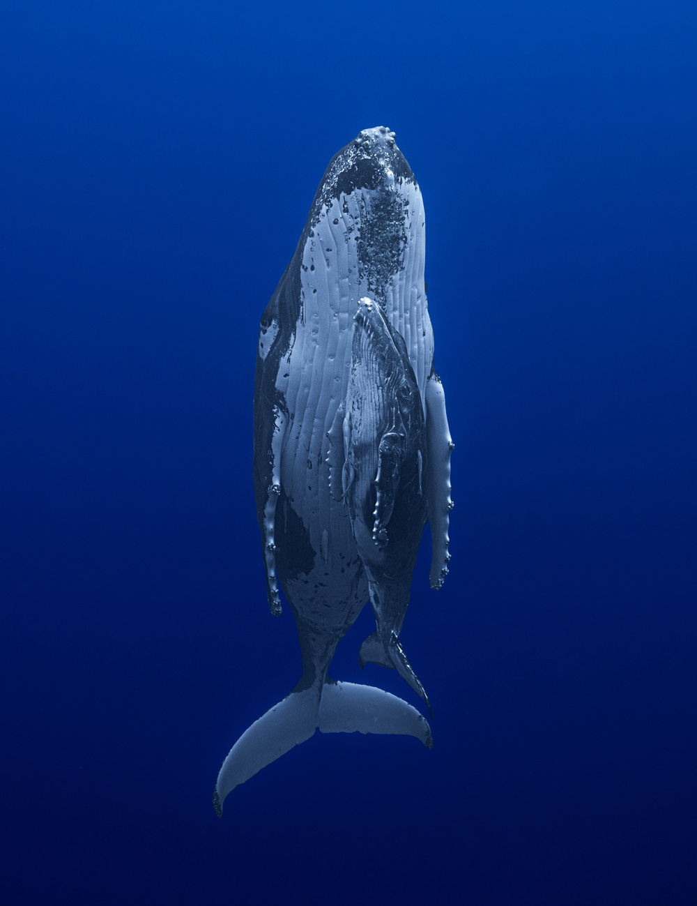Mom and Calf Humpbacks snuggling vertically 