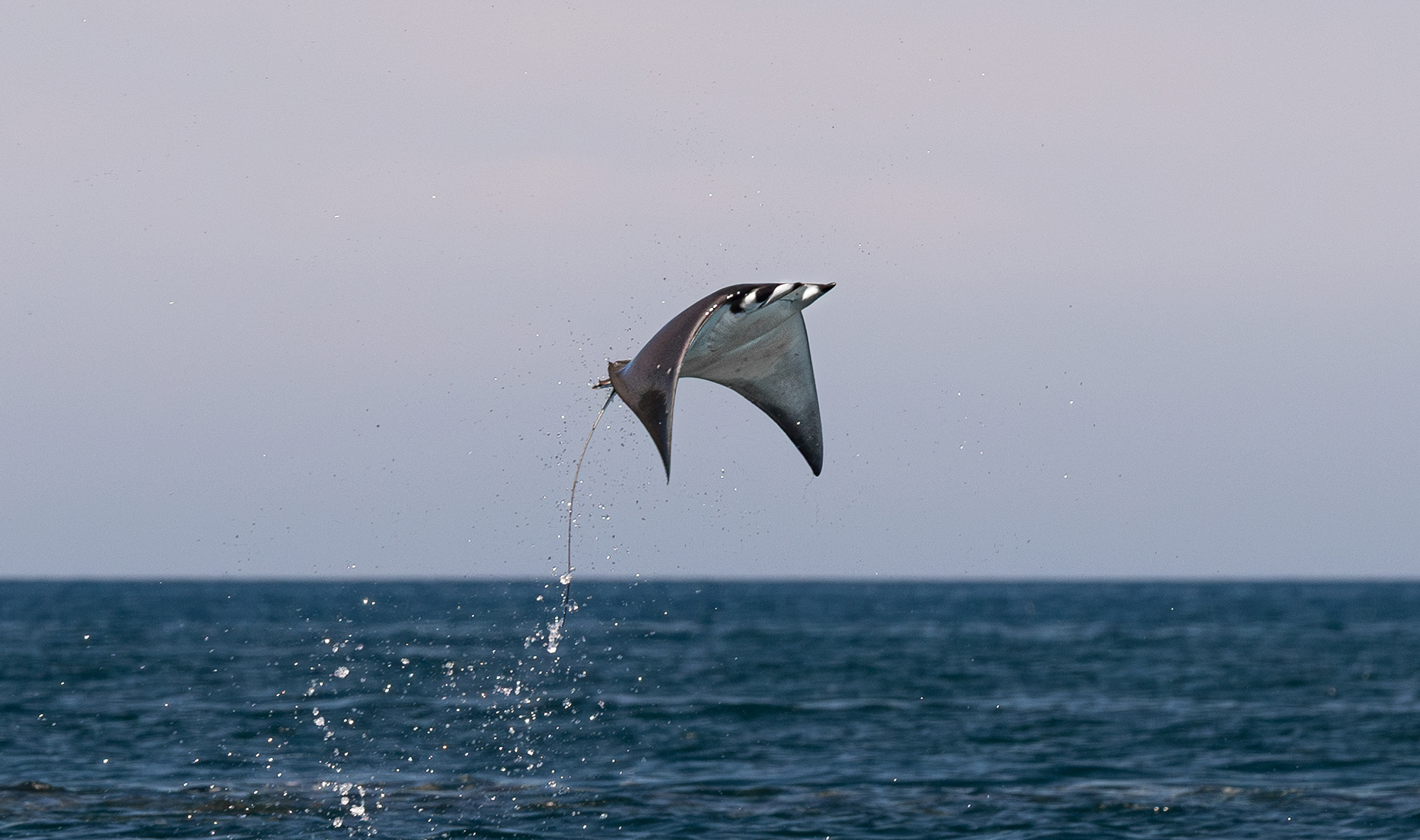 Breaching Mobula Ray