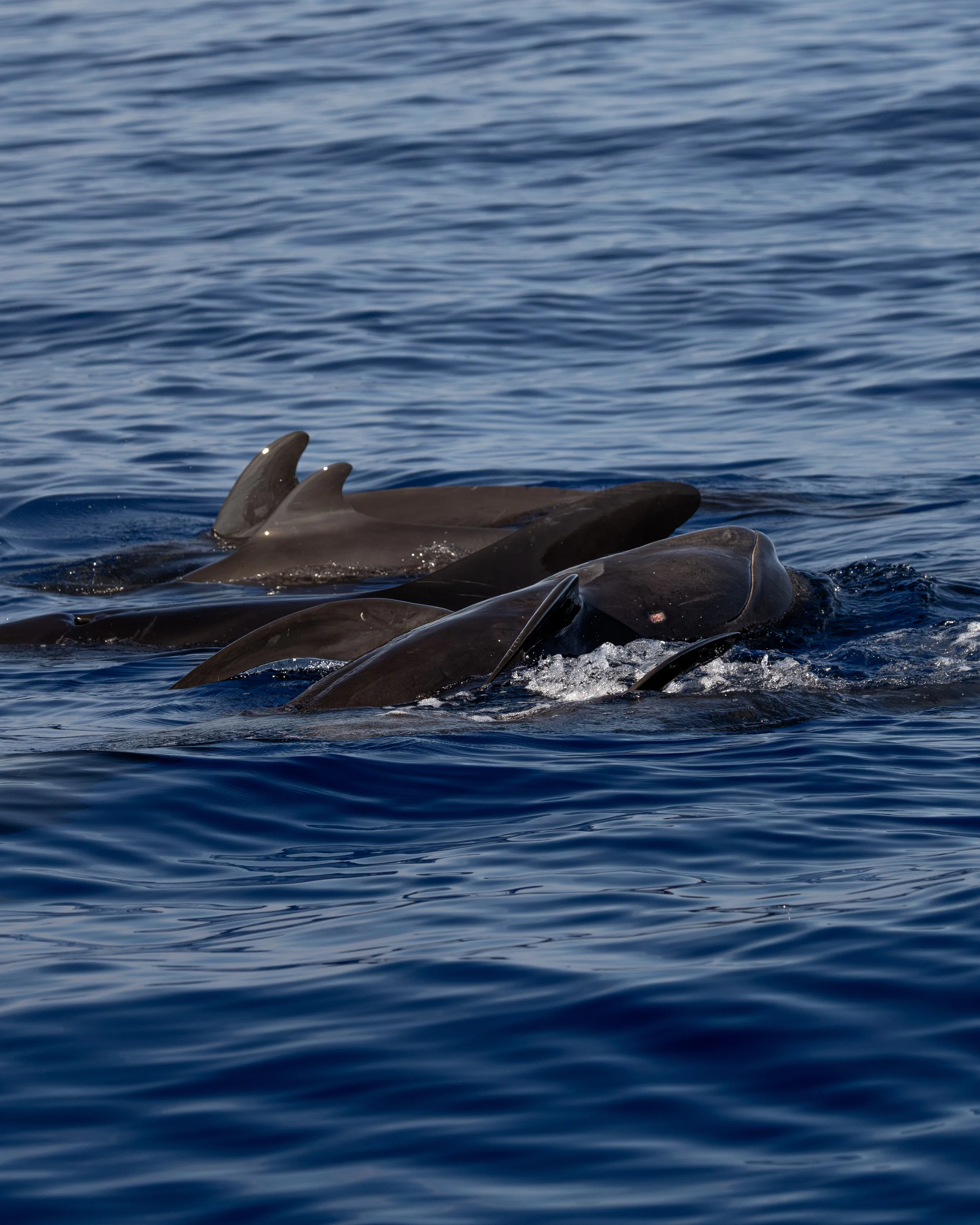 Playful Short finned pilot whales
