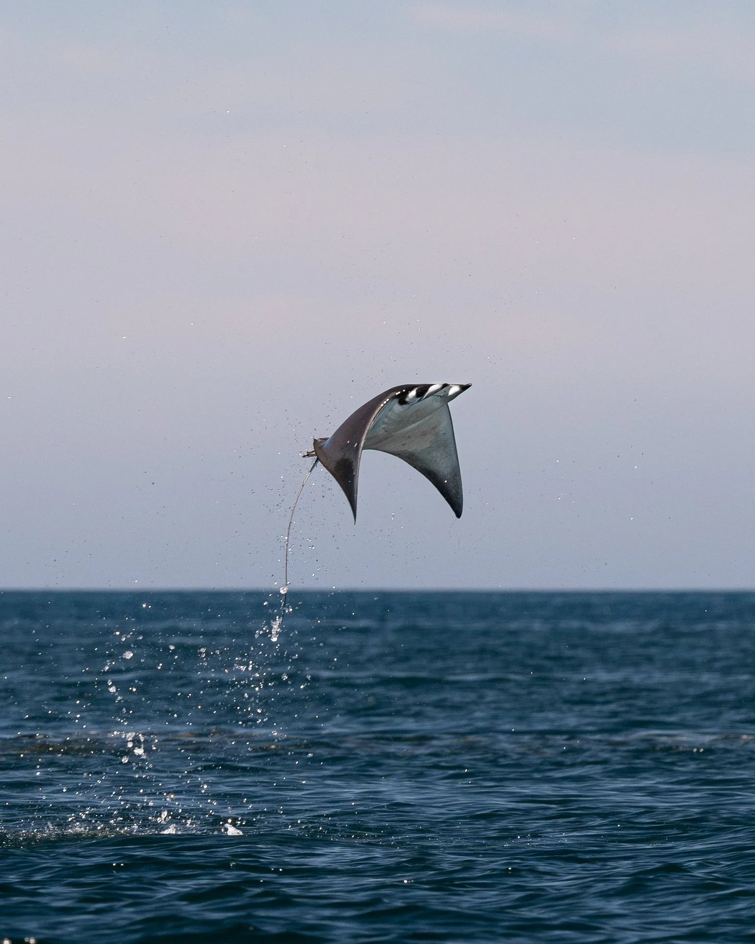 Breaching Mobula Mobular
