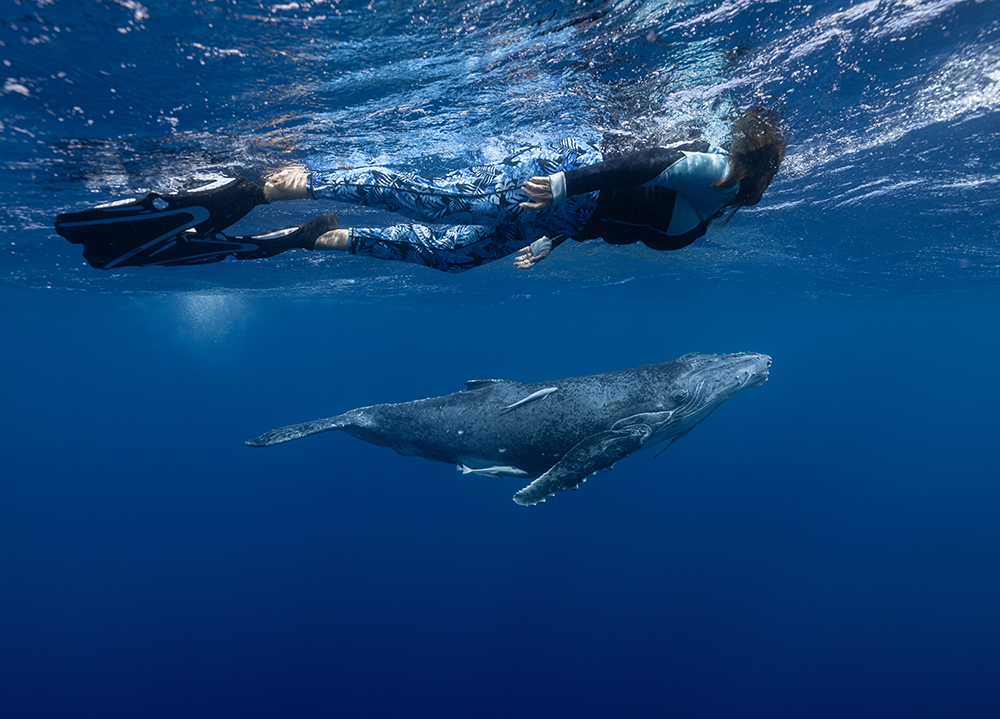 Swimming with Whales 