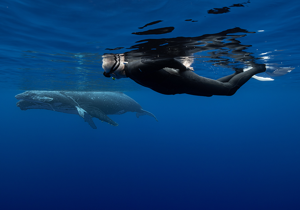 Man swimming with Humpback whale mom and calf