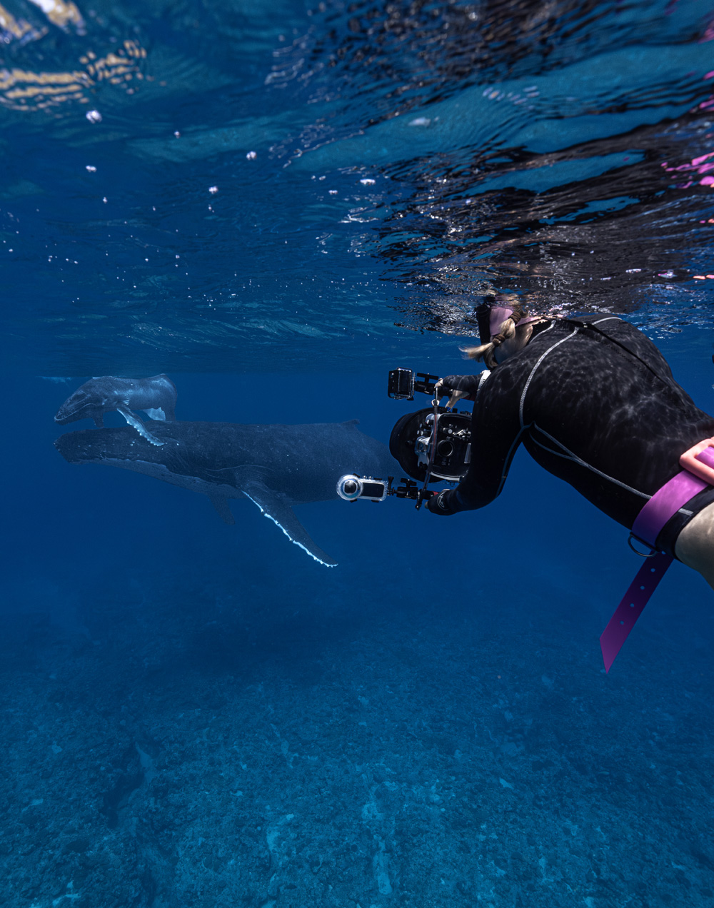 Women diving with whale over reef