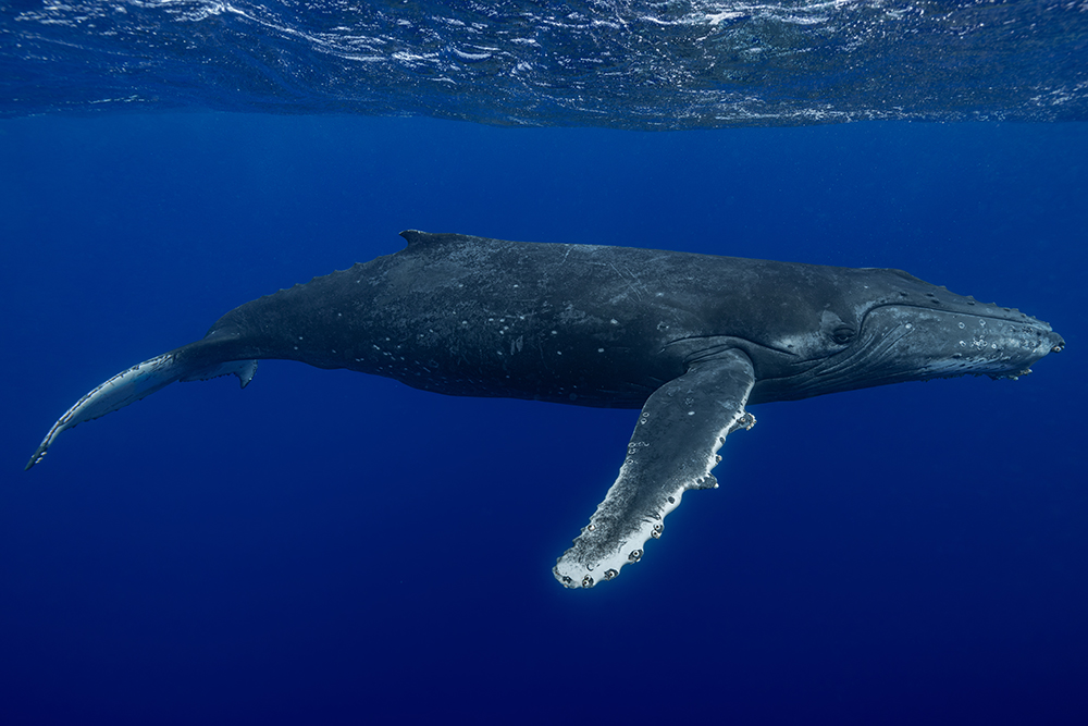 Humpback whale in blue water