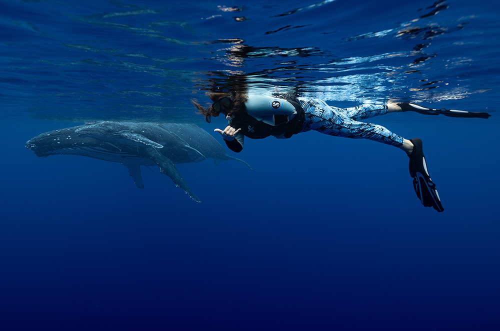 Women swimming alongside humpback whales 