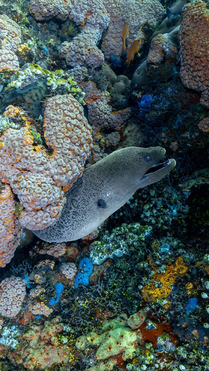 Moray eel on colorful coral reef