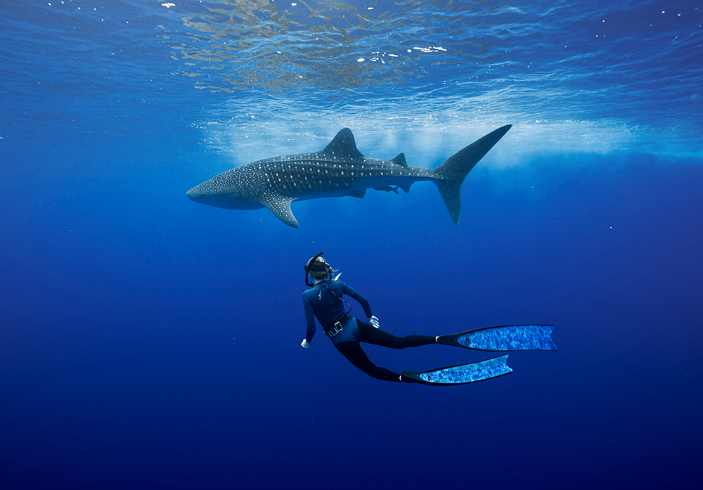 Freediver swimming with whale shark