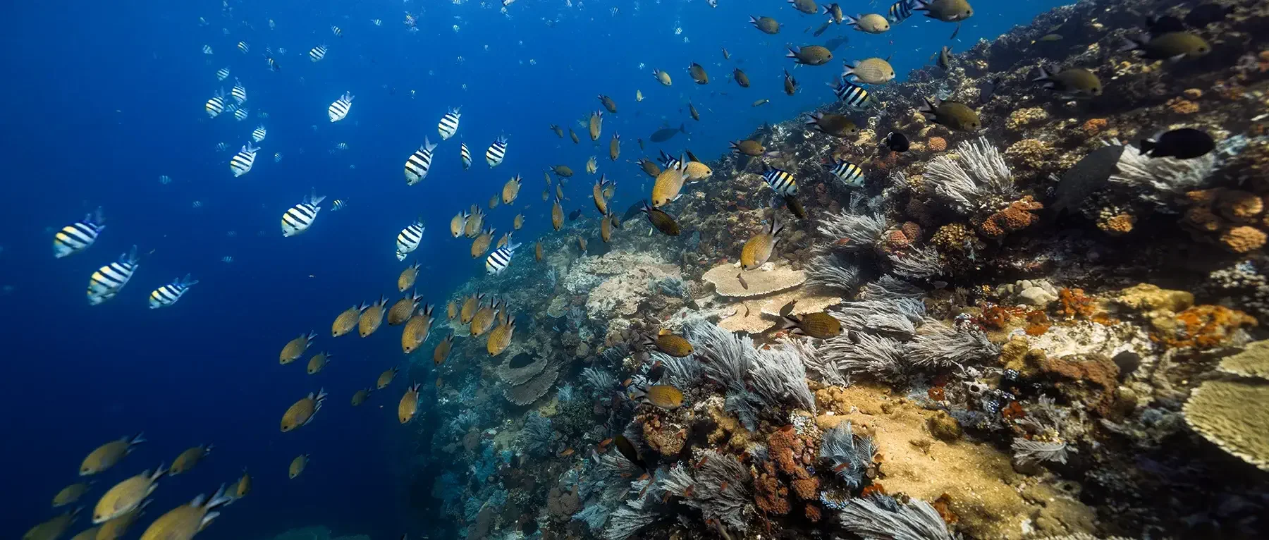 Colorful reef and fish