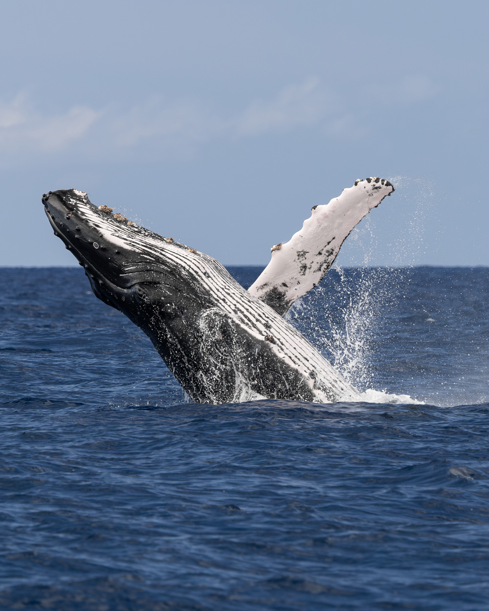 Humpback Whale Breaching