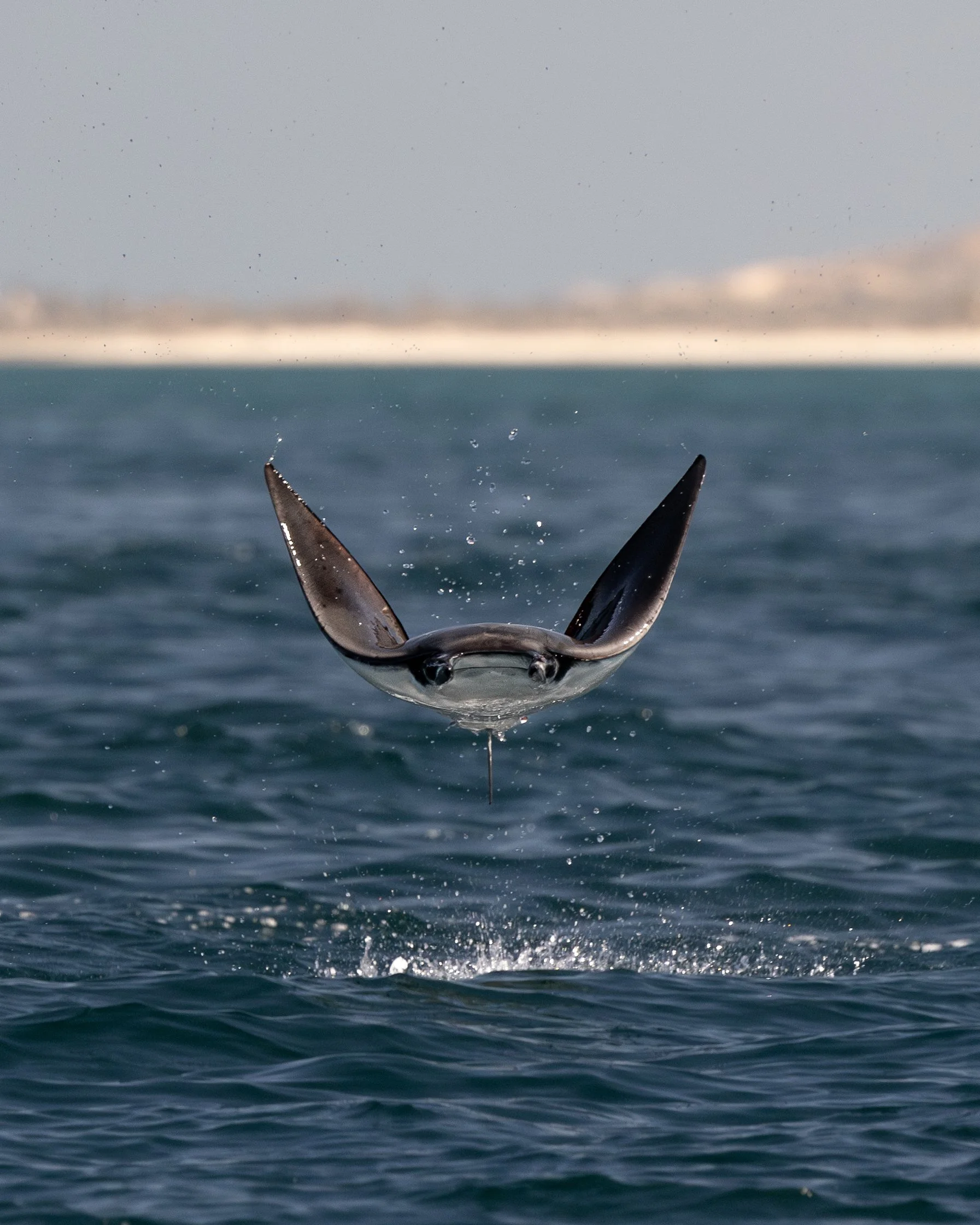 Head on with breaching modula ray