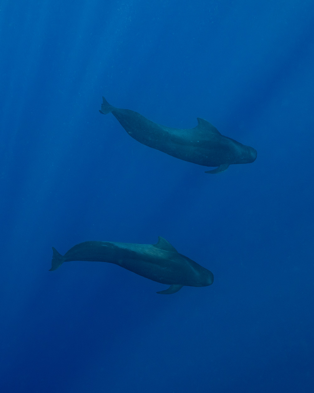 Pilot Whales 