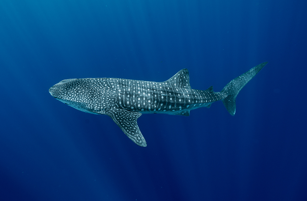 Whale shark swimming in the ocean with a blue background.