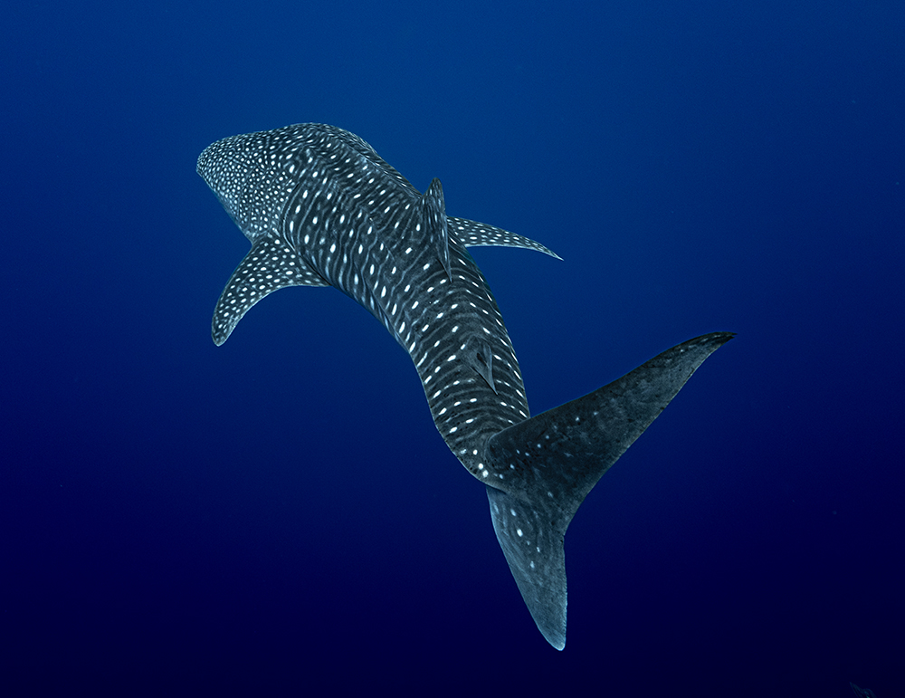 Whale shark swimming away
