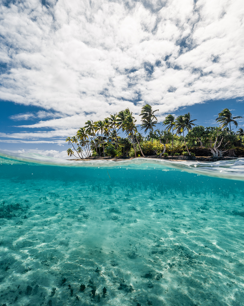 Clear water and palm trees 