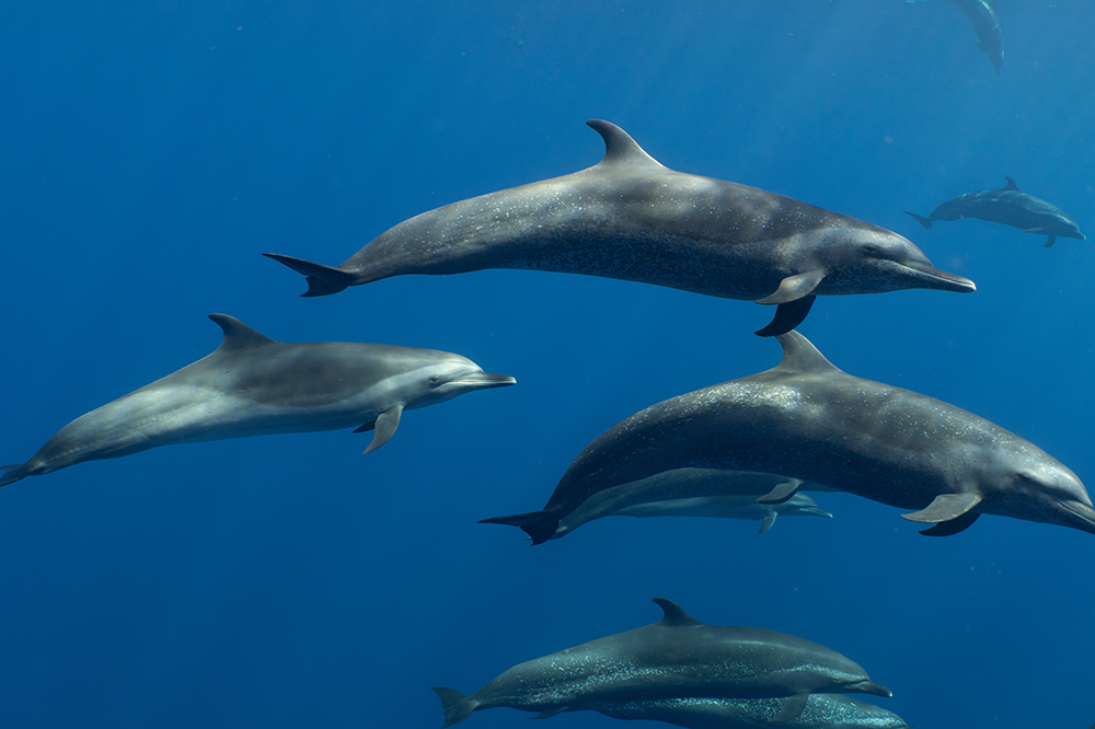 A pod of dolphins swimming underwater in the ocean.