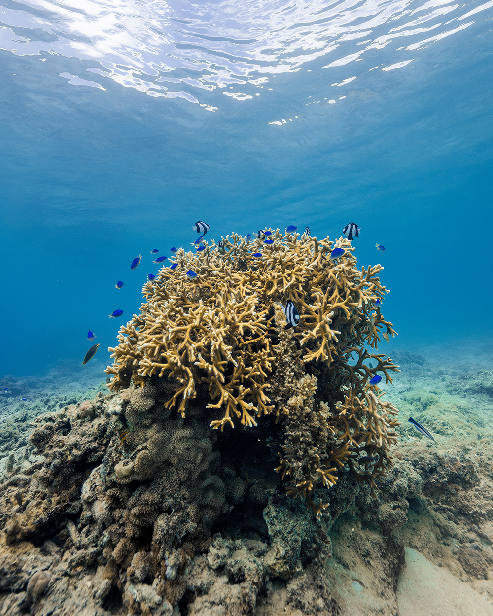 Coral head on Tonga reef