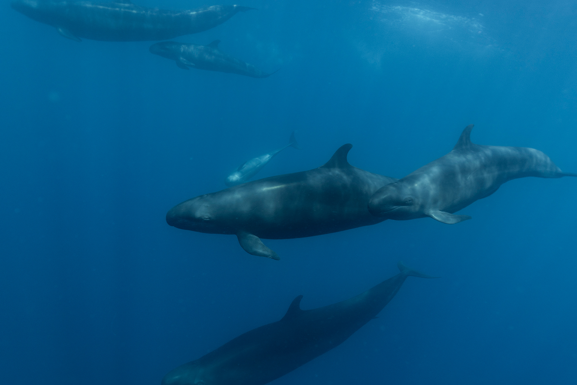 False Killer Whales