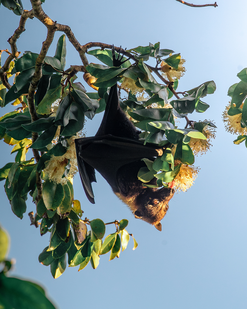 fruit bat in fruit tree