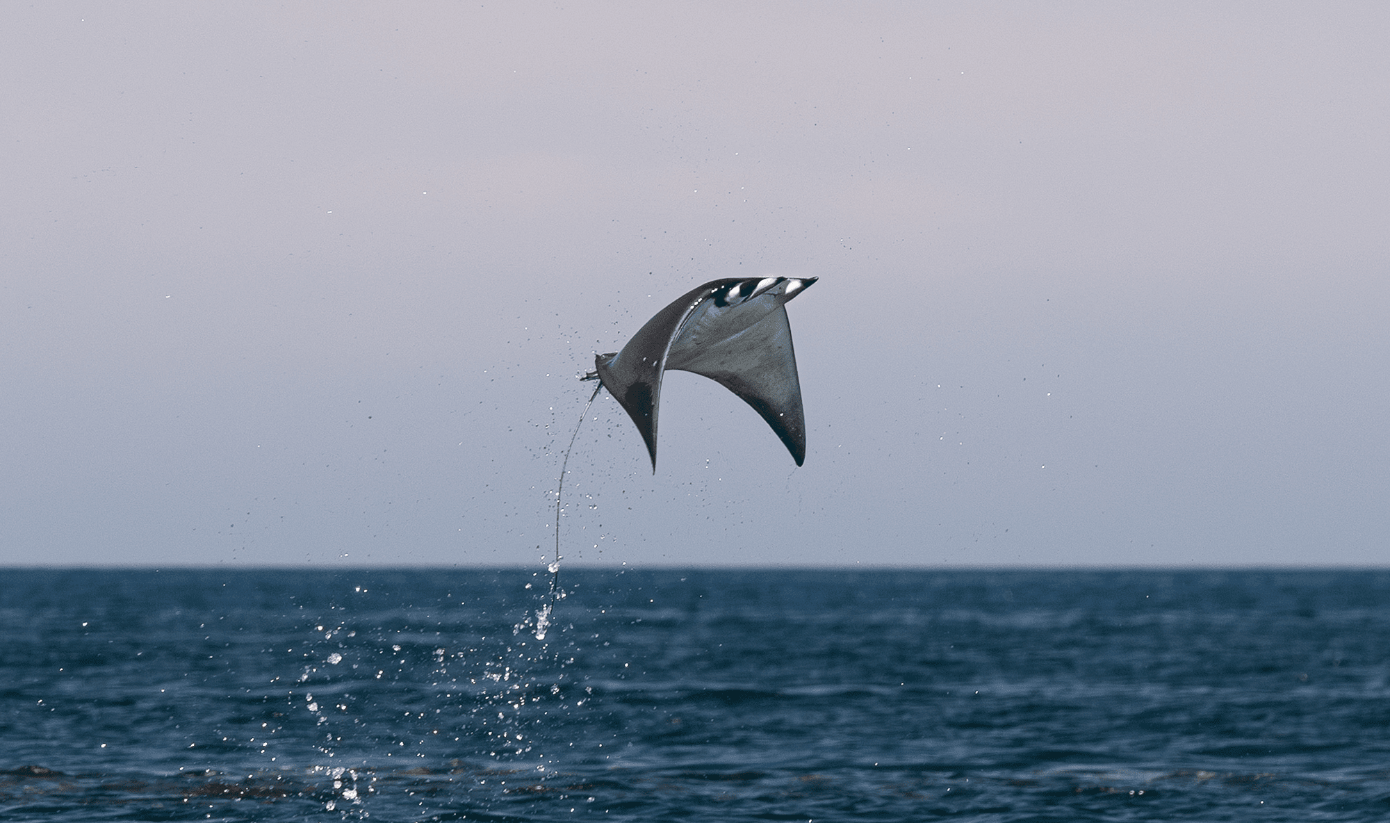 Breaching Mobula Ray
