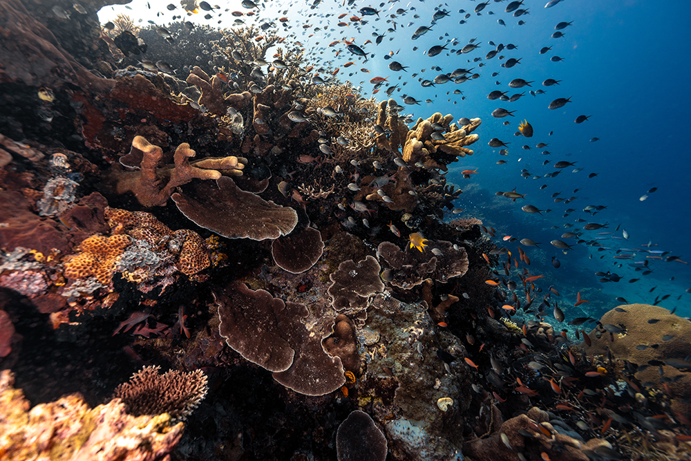 colorful coral reef