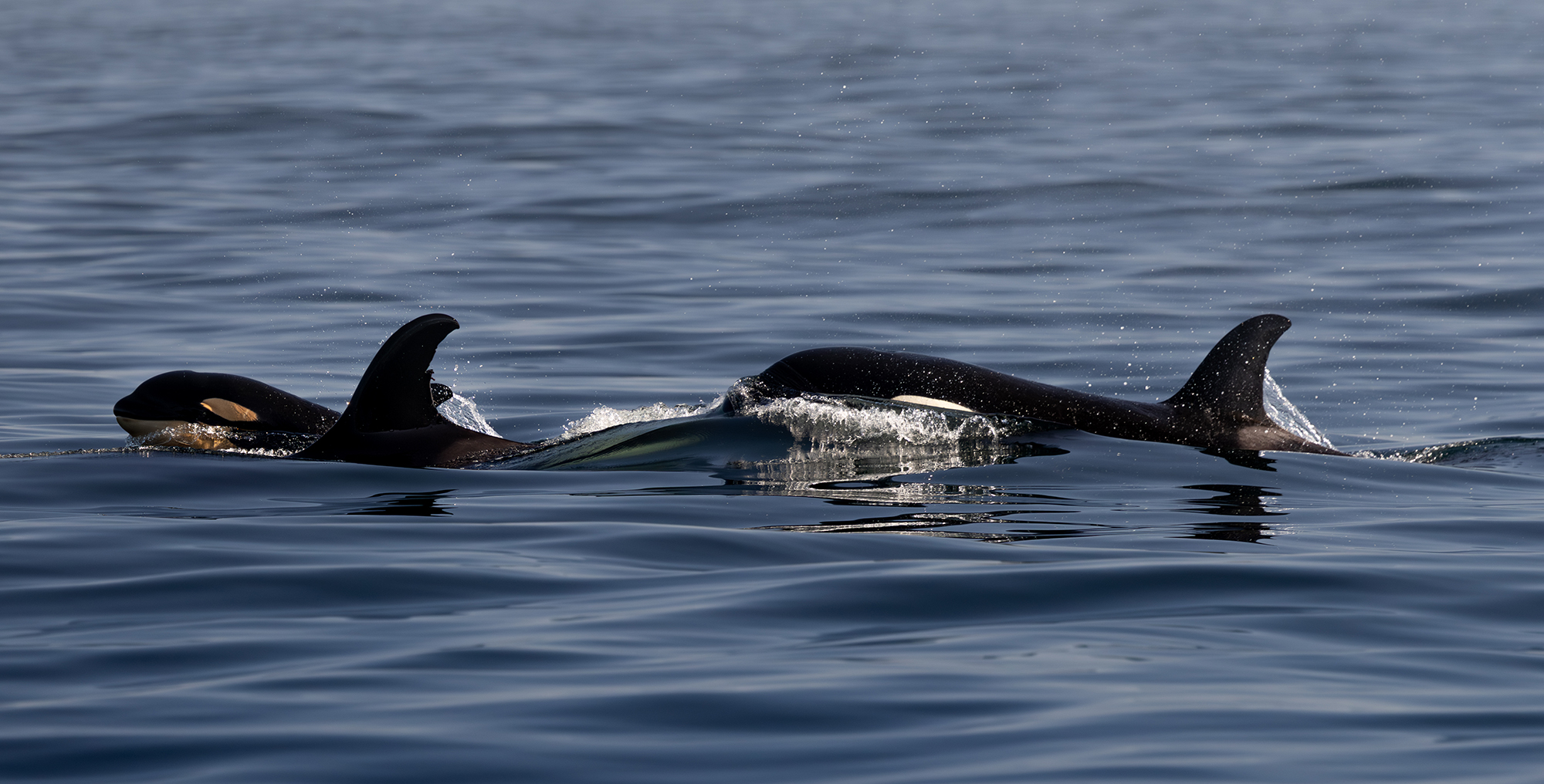 Orca pod 