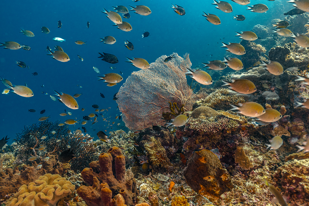 sea fan and fish