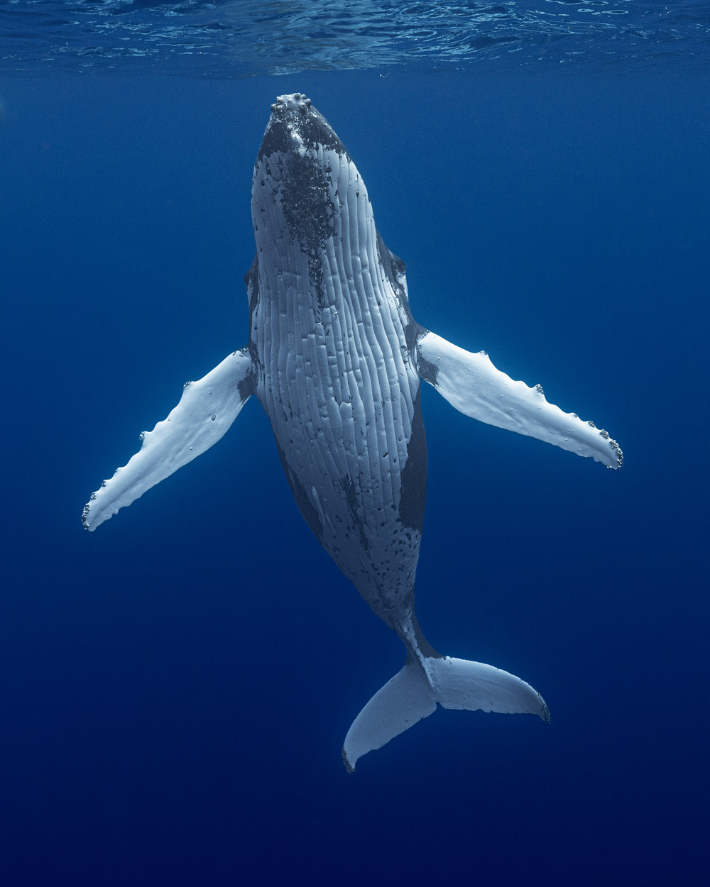 Humpback whale in Tonga