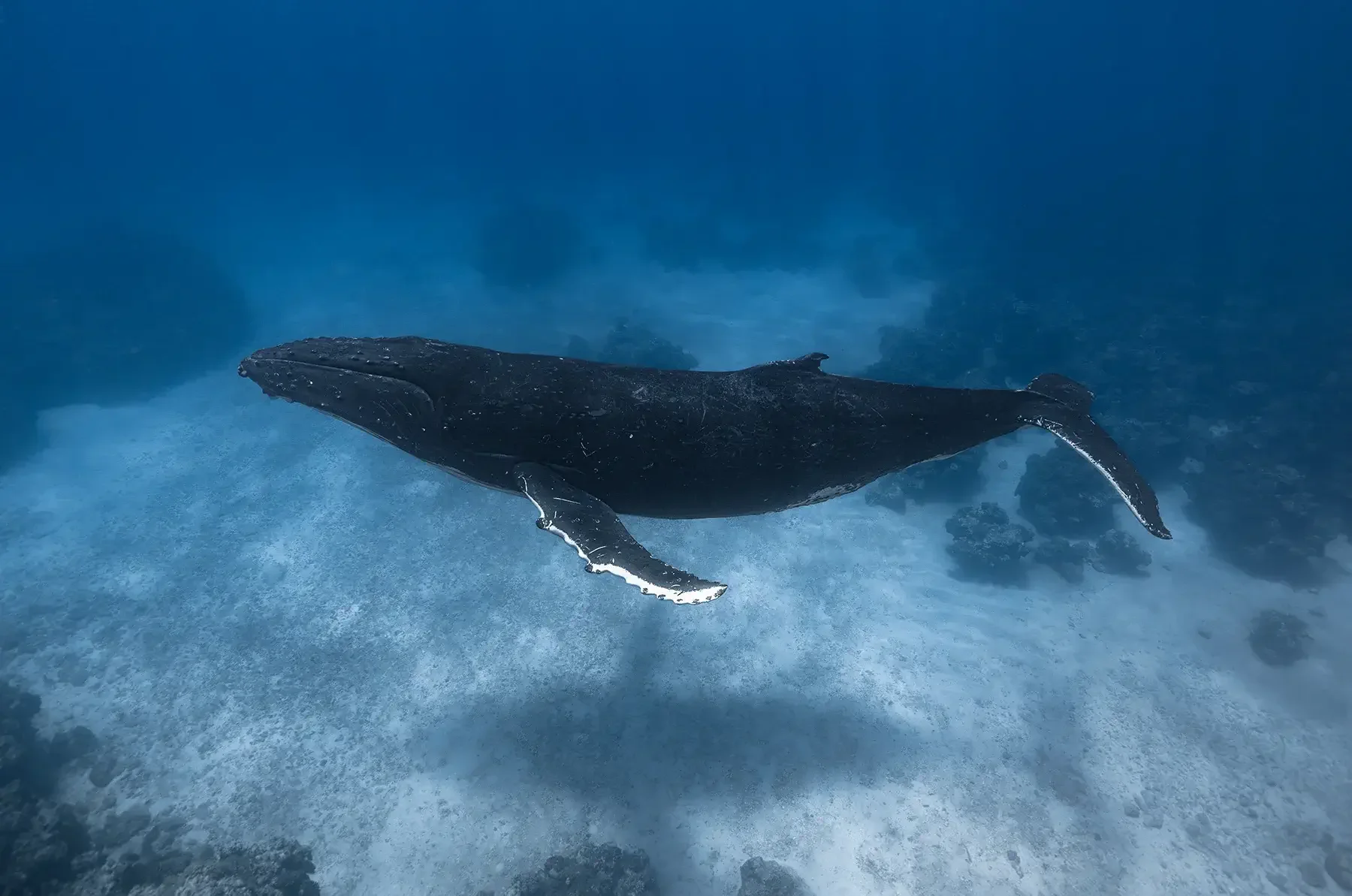 Humpback whale over white sand