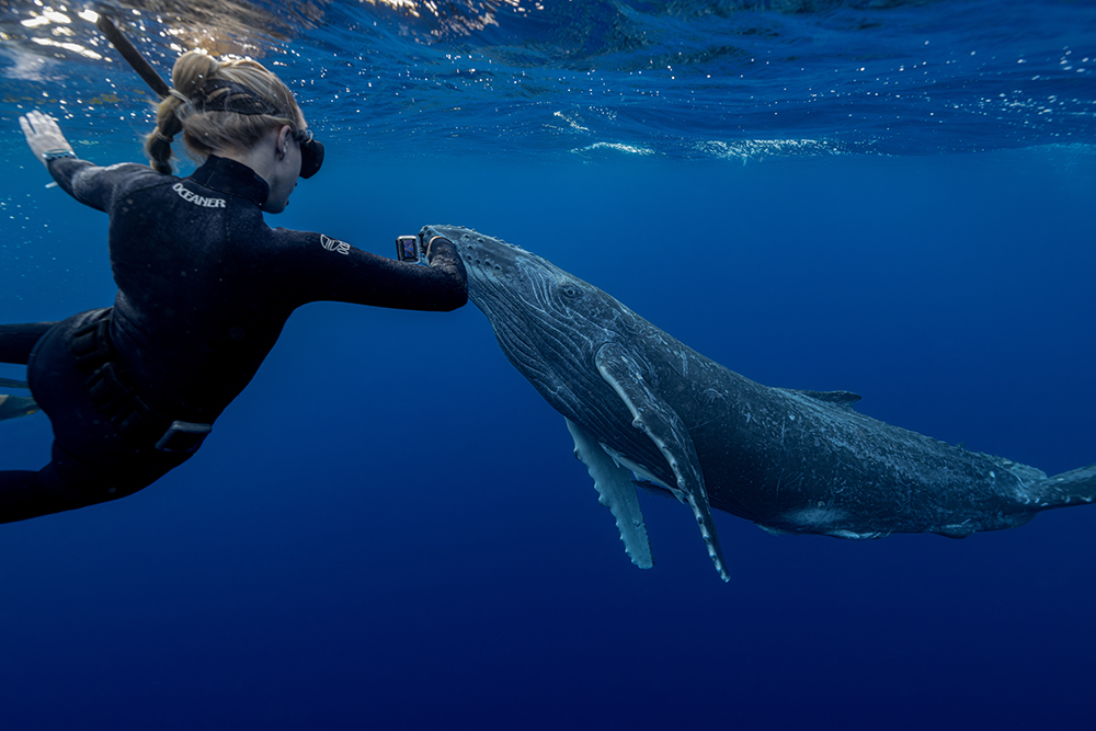Swimmer and humpback whale underwater in Tonga’s Vava’u islands