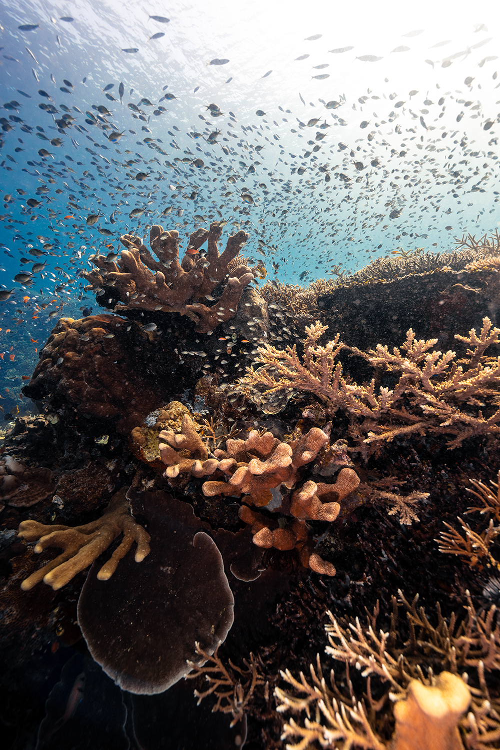 teeming coral reef