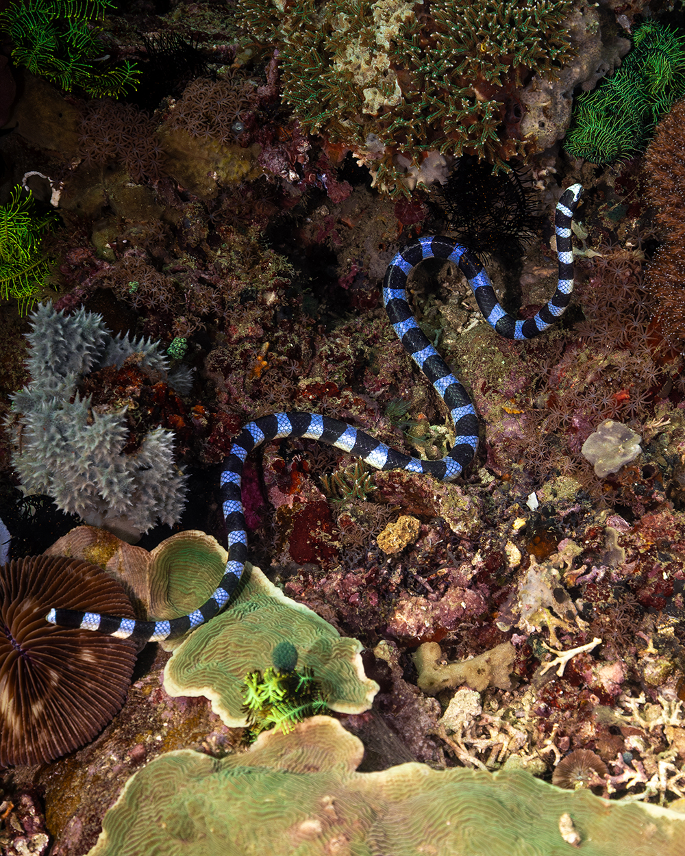 Banded sea snake