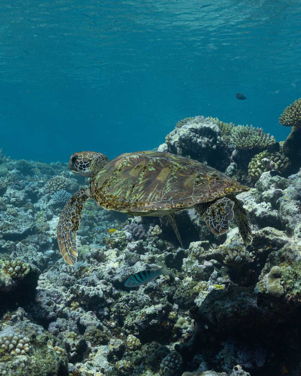 Green Sea Turtle over Tonga Reef