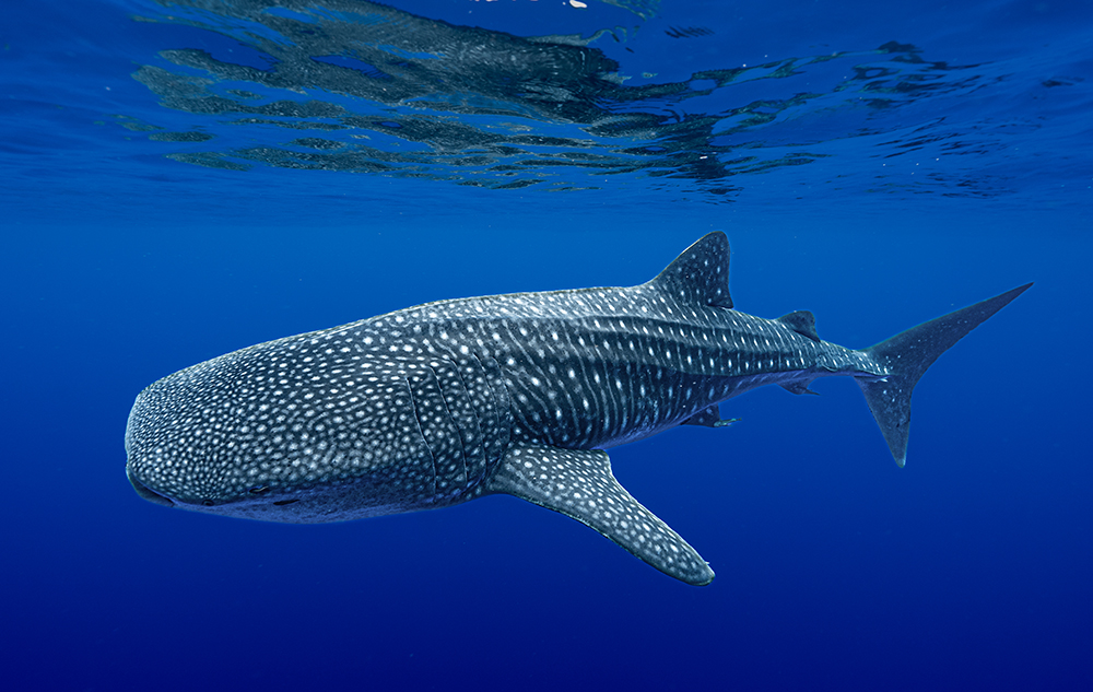 Whale shark in dark blue water