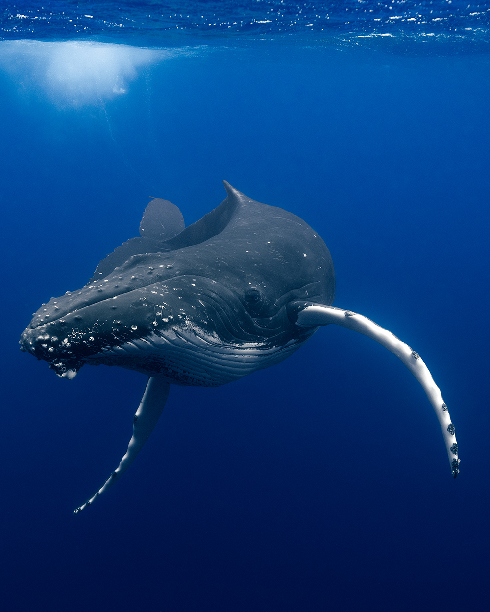 Eye contact with Humpback in blue water