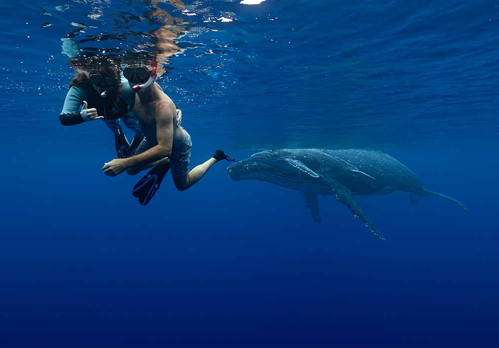 Couple swimming with humpback whales 