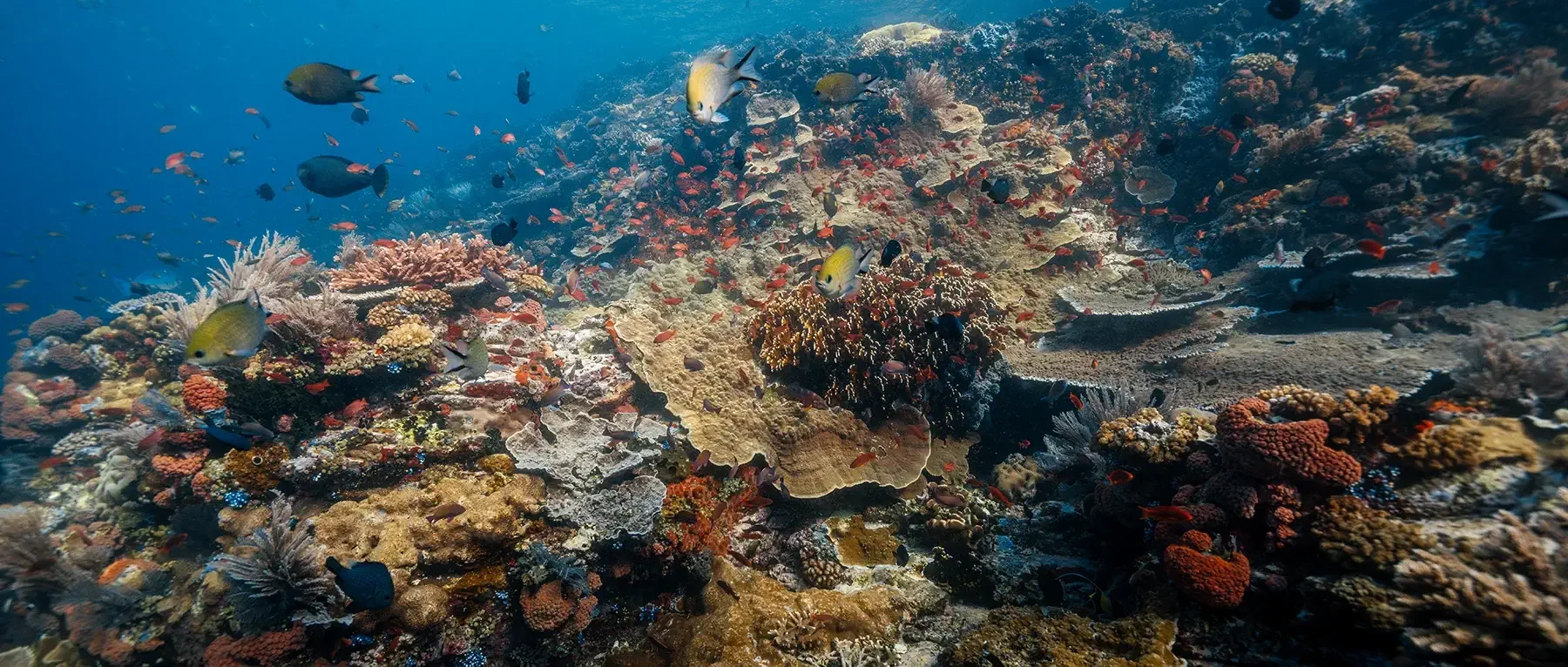 Underwater view of a colorful coral reef with various fish swimming among the corals in Komodo National Park. 