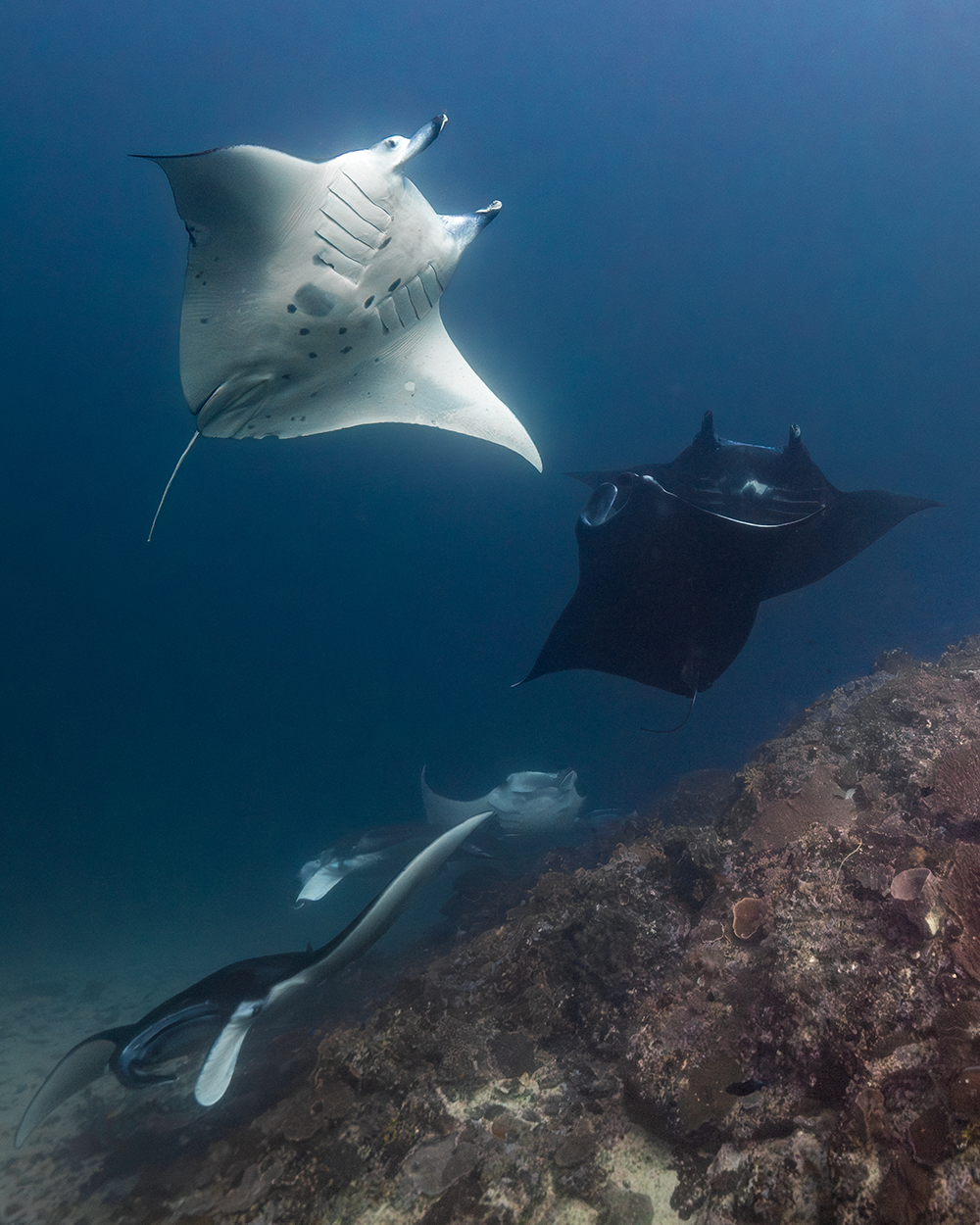 dancing manta rays