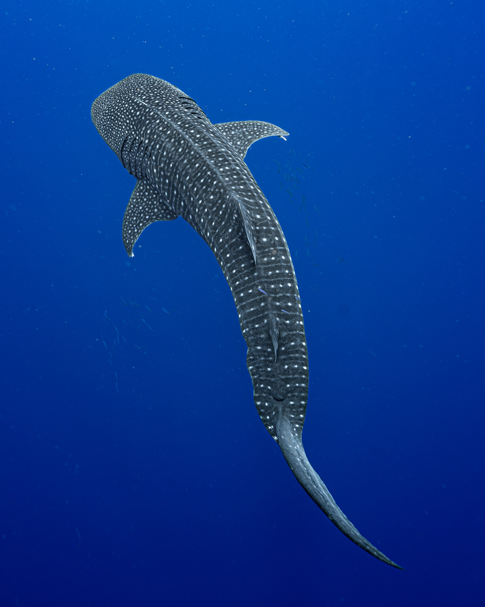 Top down view of whale shark in school of fish