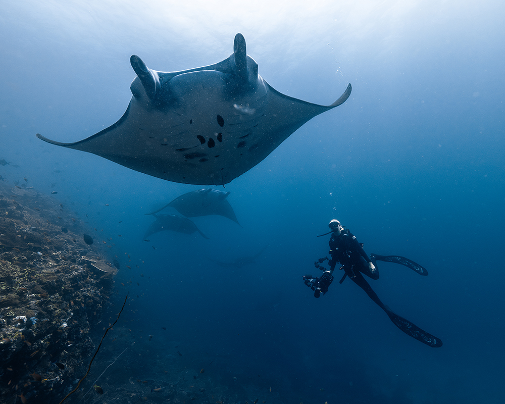 scuba diver with manta rays